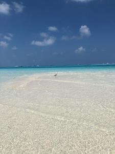 a beach with a bird sitting on top of the water at Portia Hotel & Spa in Dhiffushi