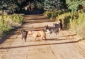 a group of dogs walking down a dirt road at Grace Cottage 