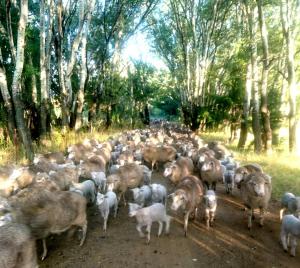a large herd of sheep walking down a dirt road at Grace Cottage 