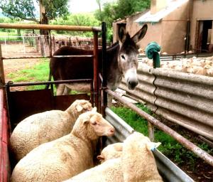 a donkey standing next to a group of sheep at Grace Cottage 