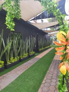 Posada Paraíso في مدينة ميكسيكو: صف من النباتات في مبنى به عشب