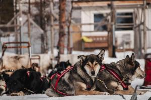 Gæludýr sem dvelur með gesti á Máttaráhkká Northern Light Lodge