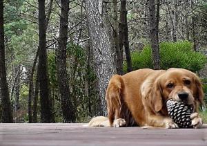 a brown dog holding a toy in its mouth at Captiva in Mar de las Pampas
