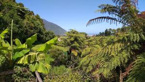 a jungle with palm trees and a mountain in the background at Forest Edge in Barrytown