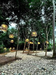 een groep bomen met lichten in een park bij ฮักฮิมเกี๋ยน รีสอร์ท น่าน Hug Him Kien in Nan