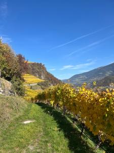 een rij druiven in een wijngaard op een heuvel bij Appartements Toni in Feldthurns