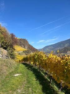 a row of grapes in a vineyard on a hill at Appartements Toni in Feldthurns