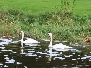 Tiere im Bed & Breakfast oder in der Nähe