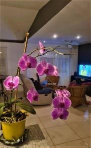 TV a/nebo společenská místnost v ubytování Hospedaje Finca Agroturistica Doña Rufa