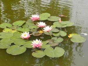 een groep roze bloemen in het water bij Chambres d'Hôtes La Quèrière in Mur-de-Sologne