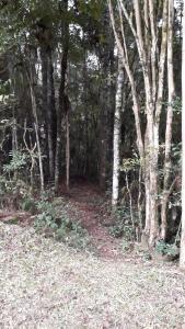 伊塔佩瓦的住宿－Sitio Aguá Santa，树木繁茂的林地,树叶茂盛