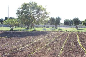 a field with rows of dirt and trees at Masseria Valente in Ostuni