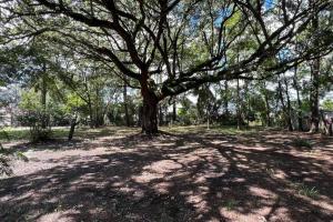 uma grande árvore no meio de um campo em Newly Renovated Historic Home Near Park Circle em Charleston