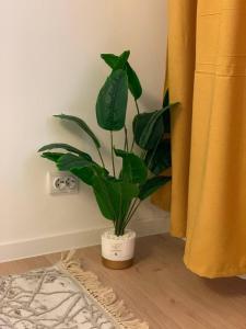 Scandi Home