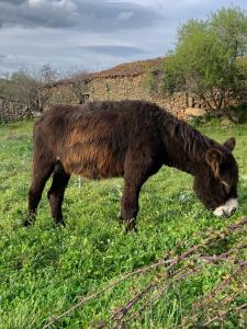 a brown horse grazing in a field of grass at Casa das Quintas in Quinta das Quebradas