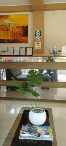 een plant in een vaas op een tafel in een winkel bij HOSTAL QENQO in Tacna