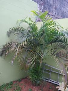 a palm tree sitting next to a wall at Lindo Sobrado in Mongaguá