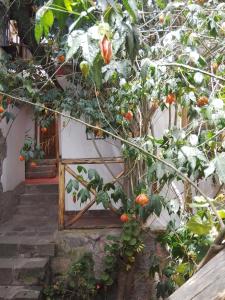 an entrance to a house with an orange tree at Casa De Mama Cusco - The Treehouse in Cusco