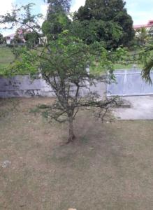 uma pequena árvore no meio de um quintal em Petit cocon em Les Abymes