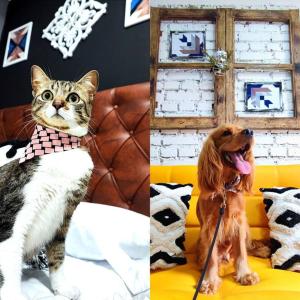 two pictures of a cat and a dog on a couch at Confortable Apartamento a 20 mt del Parque Principal in Salento