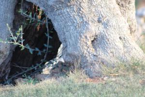 a close up of the trunk of a tree at Masseria Valente in Ostuni