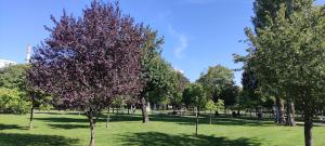 a park with trees with purple leaves on the grass at Comfy Place in Trešnjevka with FREE parking in Zagreb