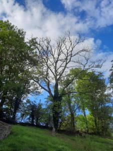 drzewo bez liści na polu trawy w obiekcie Avou nozôtes w mieście Namur