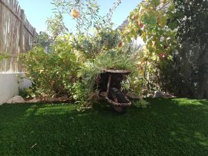 einen Garten mit einer Pflanze in einem Korb auf dem Gras in der Unterkunft Sailors cottage in Paternoster