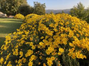 a pile of yellow flowers in a garden at Il Casale delle Mura in Saturnia