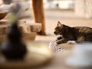 a cat laying on a rug on the floor at GARDELLI RESORT in Laganas
