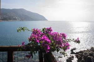 a bunch of purple flowers on a fence near the water at Villaggio Smeraldo in Moneglia