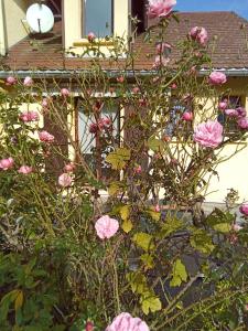 a bush of pink roses in front of a house at gîte des Hortensias in Raon-aux-Bois