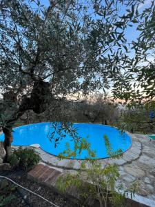 a blue swimming pool under a tree at Poggio Alla Pieve Relais in Calenzano