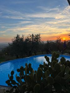 a cactus in front of a pool with a sunset at Poggio Alla Pieve Relais in Calenzano