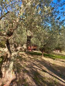 Zahrada ubytování Poggio Alla Pieve Relais