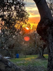 a sunset seen through the branches of a tree at Poggio Alla Pieve Relais in Calenzano
