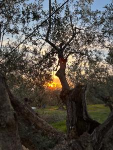 un árbol en un campo con la puesta de sol en el fondo en Poggio Alla Pieve Relais en Calenzano