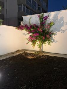 Zahrada ubytování B&B Mercadante