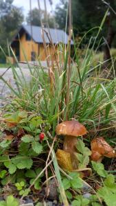 Foto dalla galleria di Domek w borówkach a Tokarnia Altre 16 foto