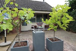 duas árvores em vasos em frente a uma casa em Het Vosje em Hengelo