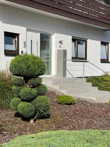 a pine tree in front of a house at xxl Apartment Sinsheim in Sinsheim