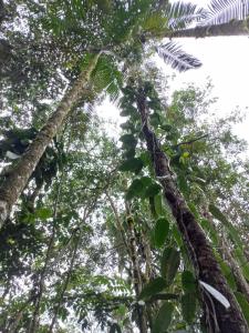 een uitzicht op de bomen in de jungle bij ECO HOTEL RIO DE ORO in San Rafael