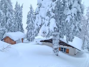 domek w śnieżnym lesie z drzewami pokrytymi śniegiem w obiekcie Ski in - Ski out am Hauser Kaibling w mieście Haus im Ennstal