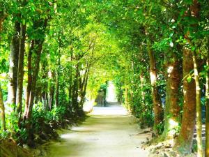 a path through a tunnel of trees in a park at Bunzo Rezort 今帰仁 in Shushi