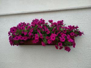 a pot of pink flowers on the side of a wall at Le casette in Monopoli