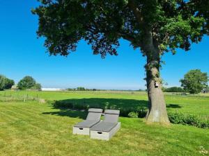 two benches under a tree in a field at Vakantiewoning 'De Eijk' in Doornspijk