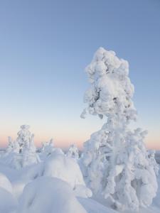 Lapin Lumilomat durante l'inverno