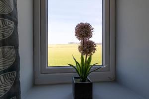 a flower in a vase in front of a window at Auckland View - a comfy & spacious 4bed with views in Coundon