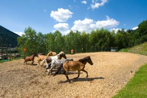 un groupe de chevaux parcourant un chemin de terre dans l'établissement Appartements am Edthof, à Eben im Pongau