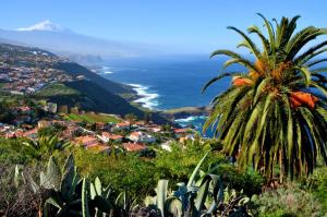 un palmier sur une colline surplombant l'océan dans l'établissement Hibiscus Apartment, à Bajamar
